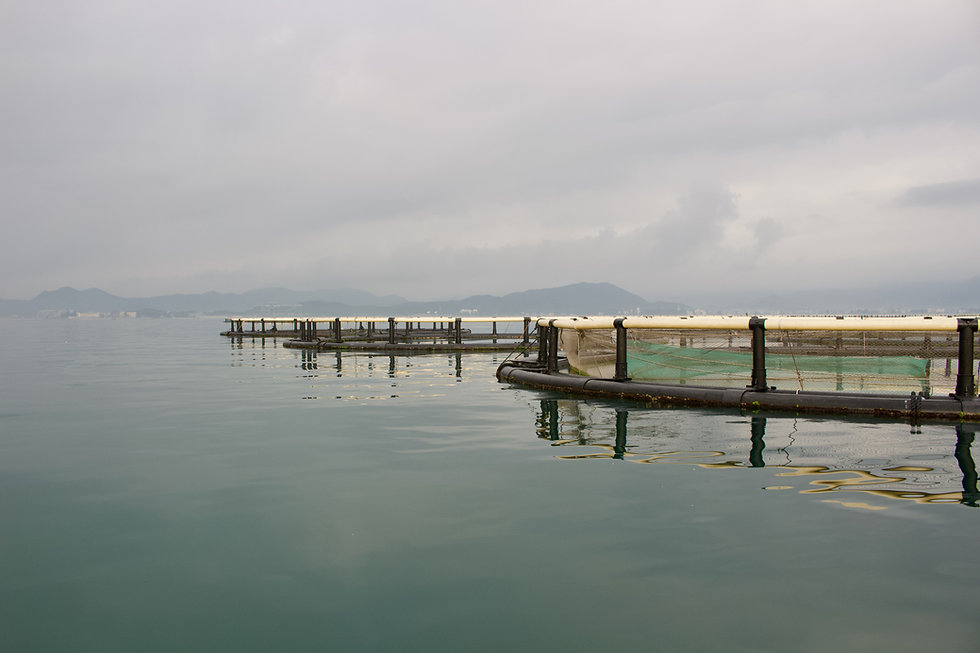IMG_0684.jpeg