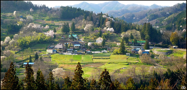 yamazakura, cerisier de montagne, ogawa, Hosogoe, 山桜, 小川村, 細越, 長野県,