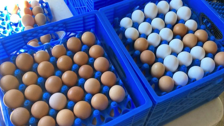 Thumbnail: Egg Club CSA
