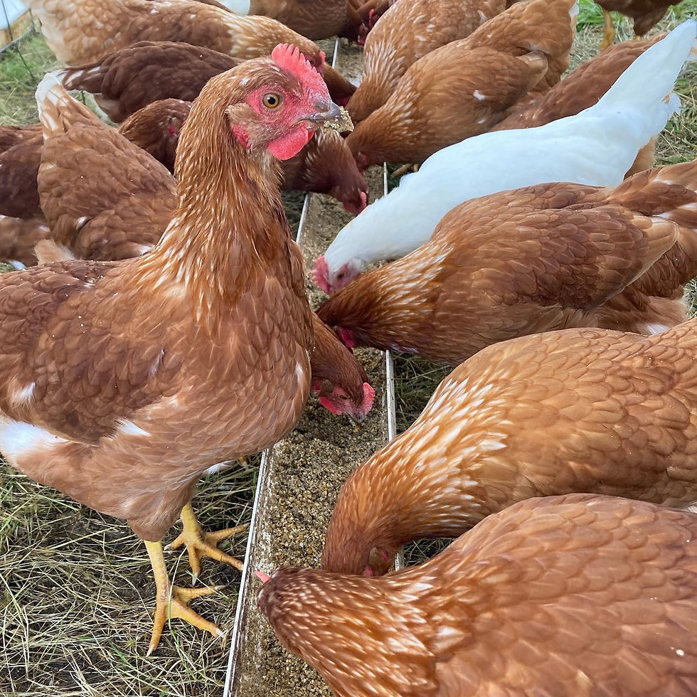 Thumbnail: Egg Club CSA