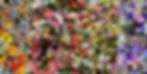 Bouquet CSA Banner.jpg