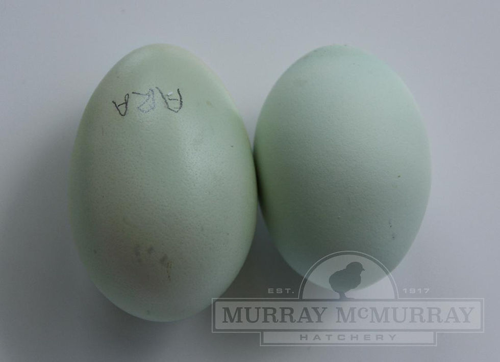 Thumbnail: Ameraucana