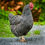 Thumbnail: Barred Plymouth Rock Pullet