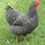 Thumbnail: Barred Plymouth Rock Pullet