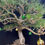 Thumbnail: Imperial Majesty – Japanese Black Pine (Chokkan Style)