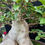 Thumbnail: Eternal Base – Ficus Bonsai (35+ Years Old)