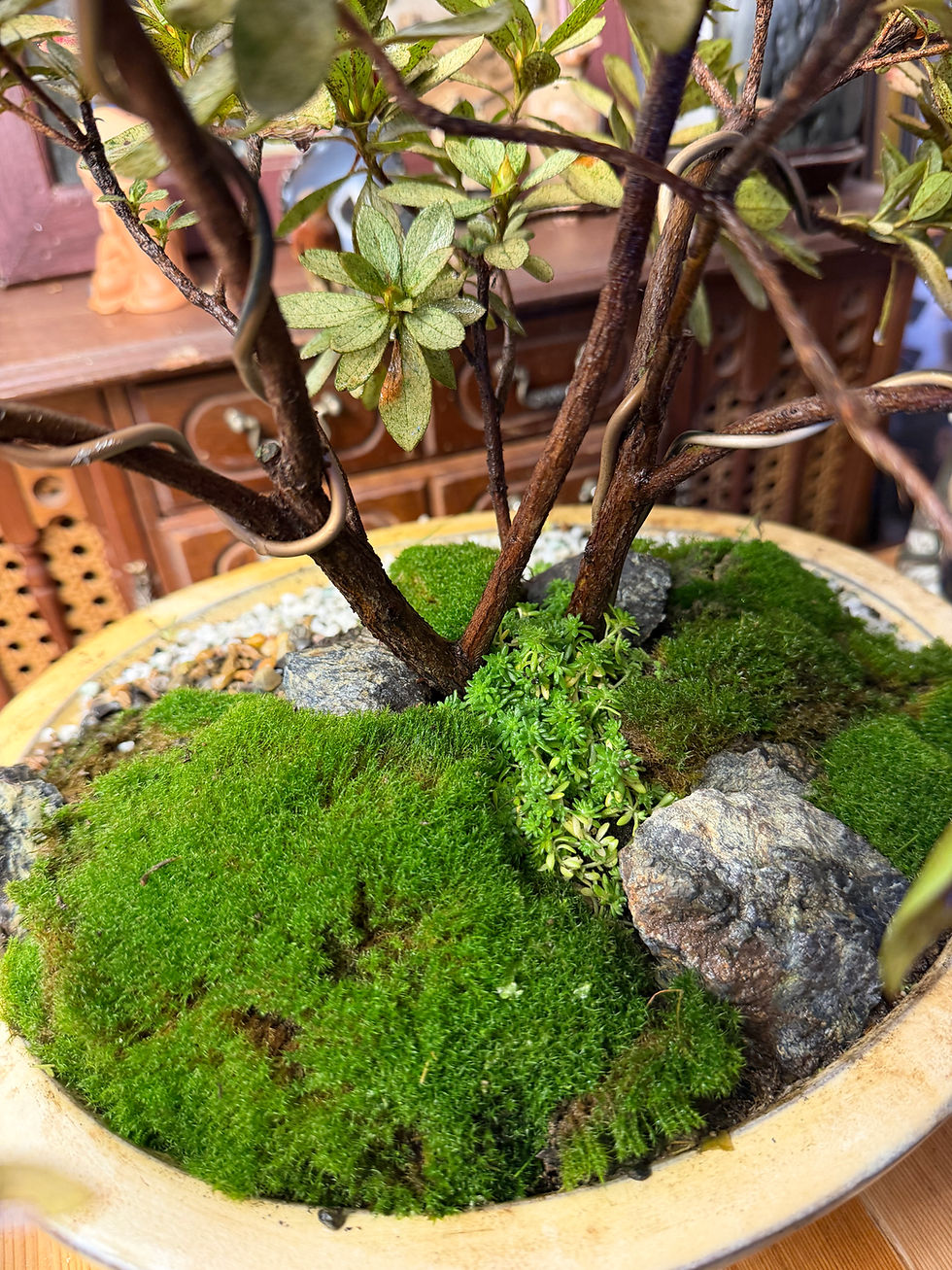 Thumbnail: Azalea Bonsai – Vibrant Red Flowers