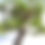 Thumbnail: Majestic Scott Pine – Formal Upright (25+ Years Old)