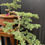 Thumbnail: Golden Cascade Sentinel – 30-Year-Old Outdoor Cedar Bonsai