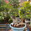 Thumbnail: Ficus Bonsai – Two Trunks, One Harmony
