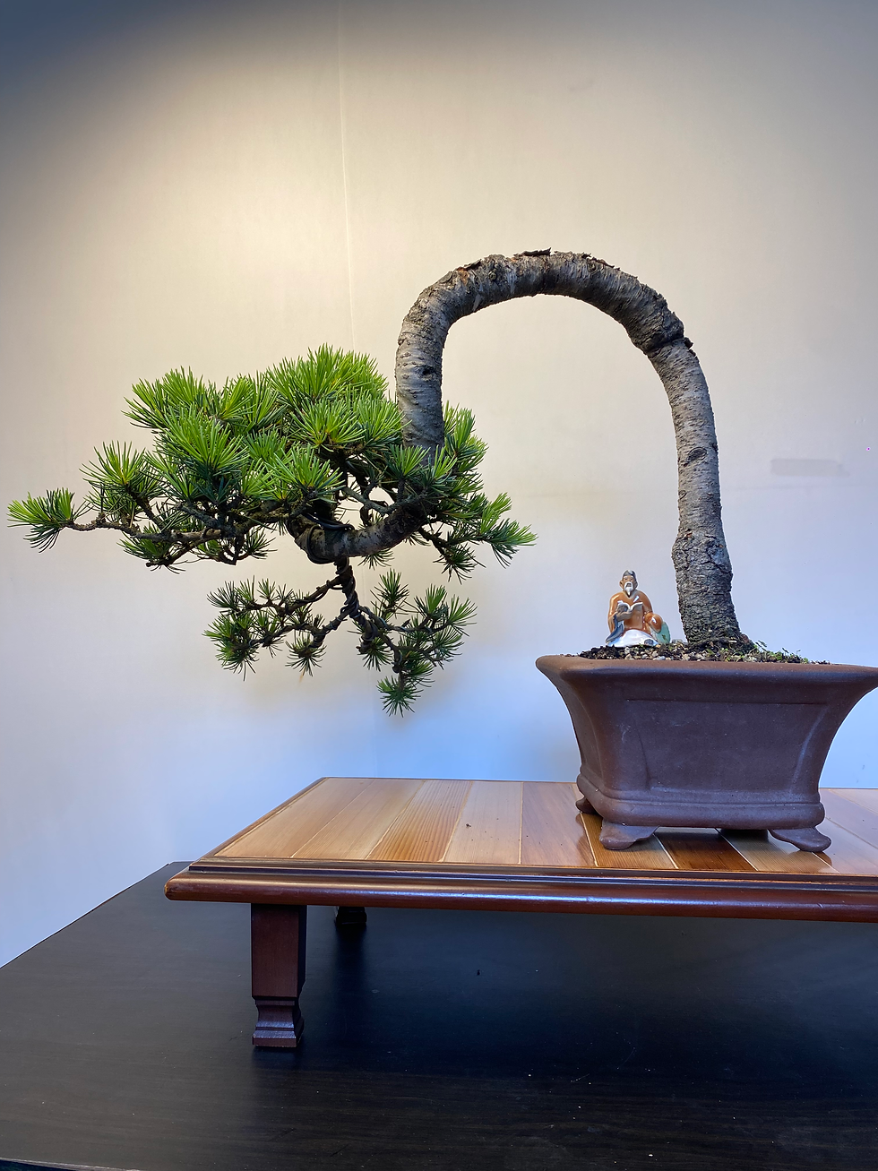 Thumbnail: Cedar Bonsai – 18-Year Evergreen Beauty