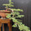 Thumbnail: Golden Cascade Sentinel – 30-Year-Old Outdoor Cedar Bonsai