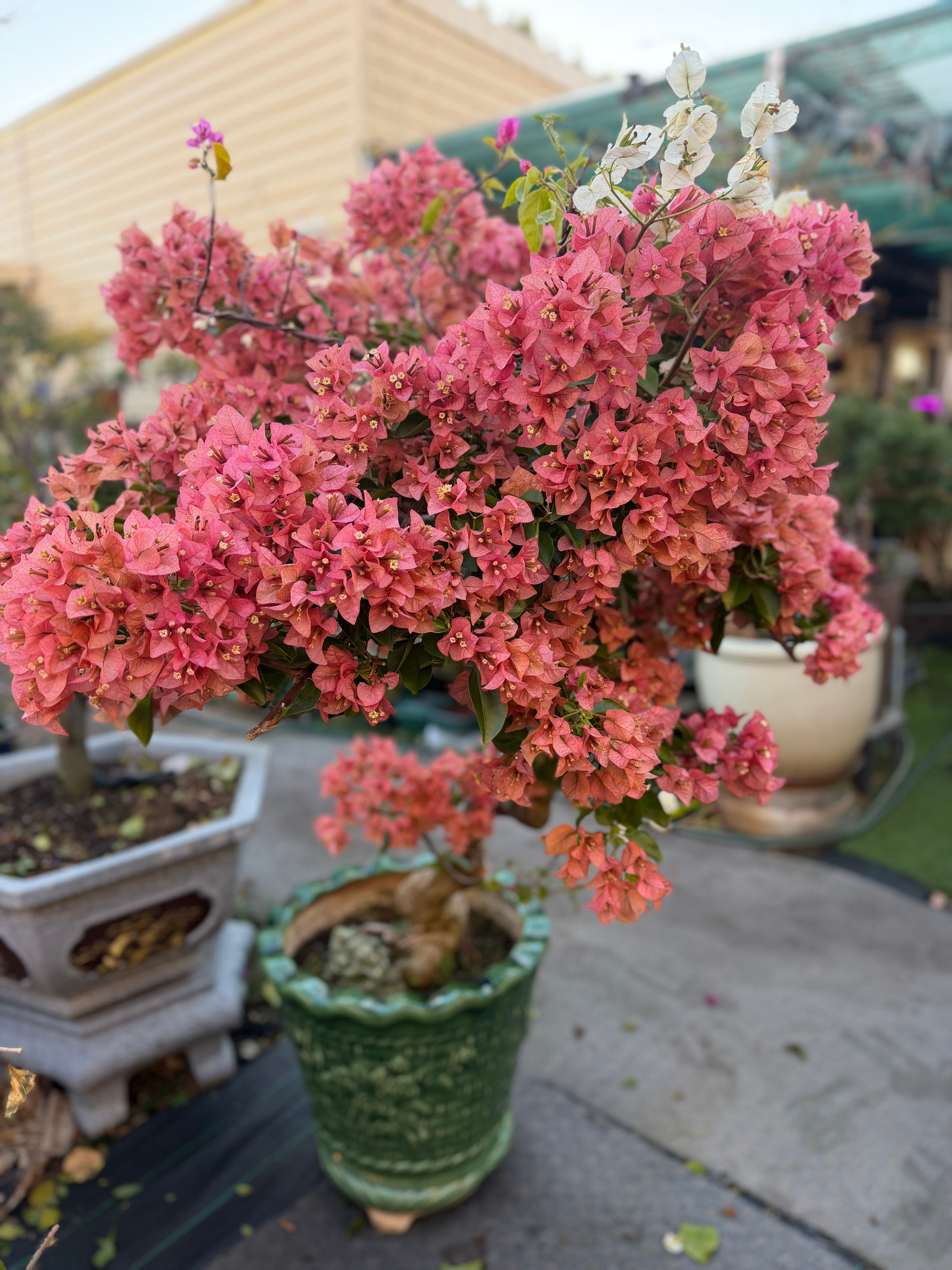 Four-Colour Bougainvillea Bonsai – Over 20 Years of Beauty 🌸🌿