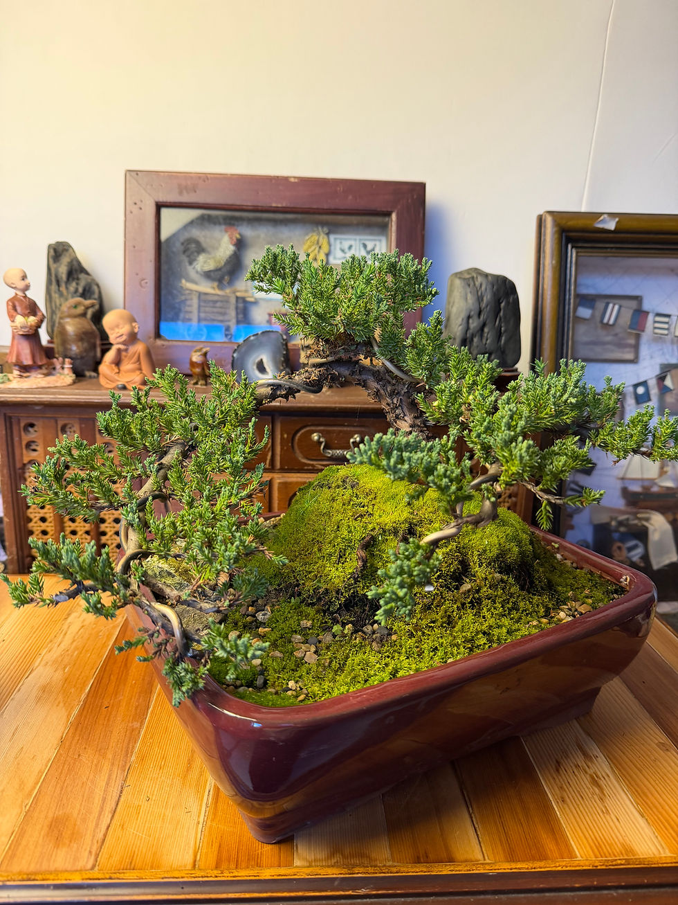 Thumbnail: Juniper bonsai
