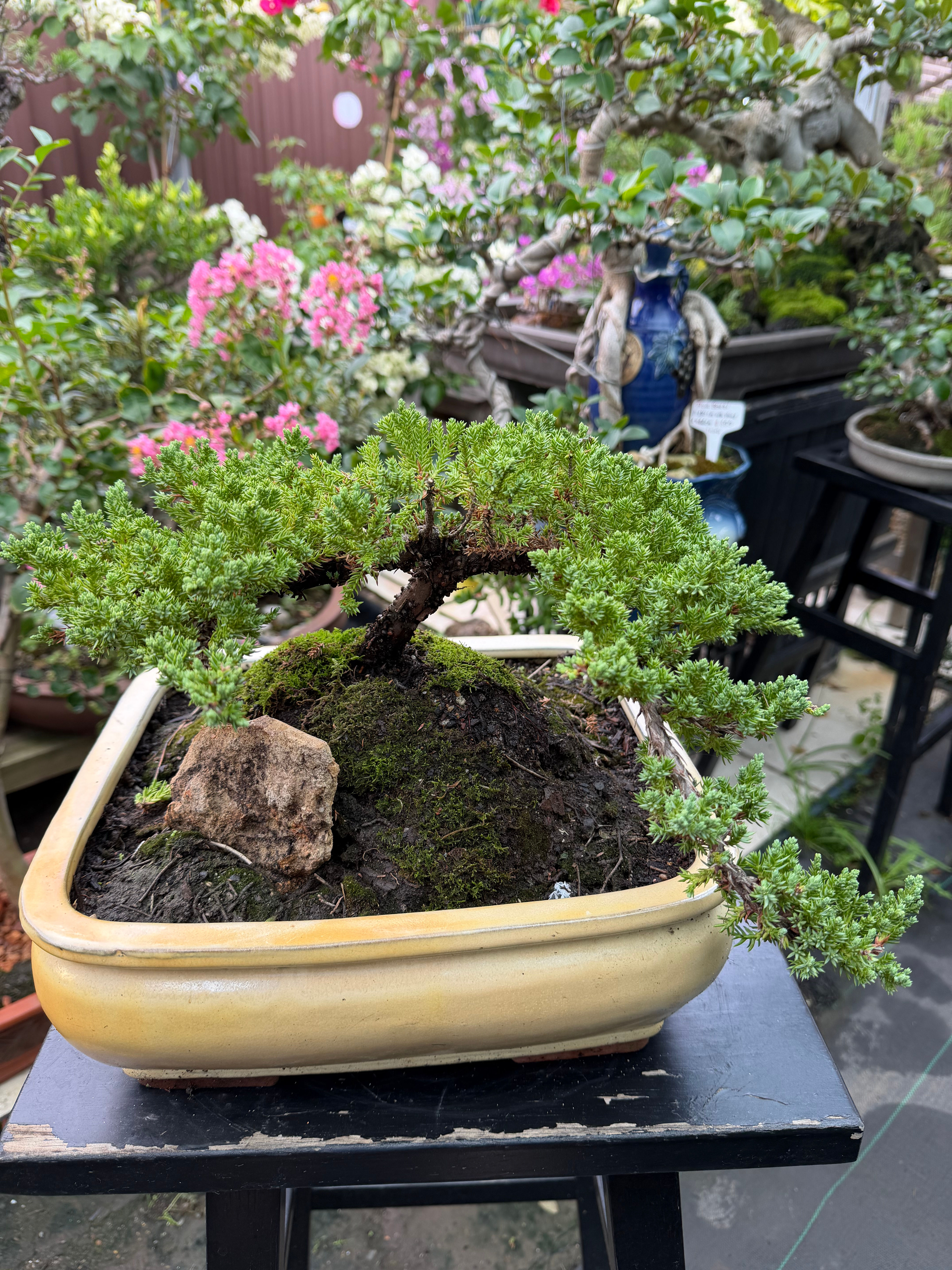 Juniper bonsai