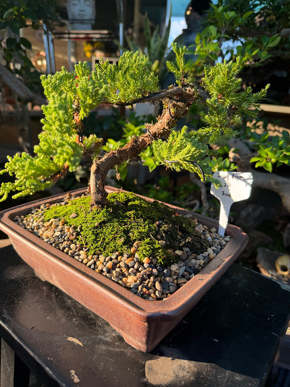 Thumbnail: Juniper bonsai