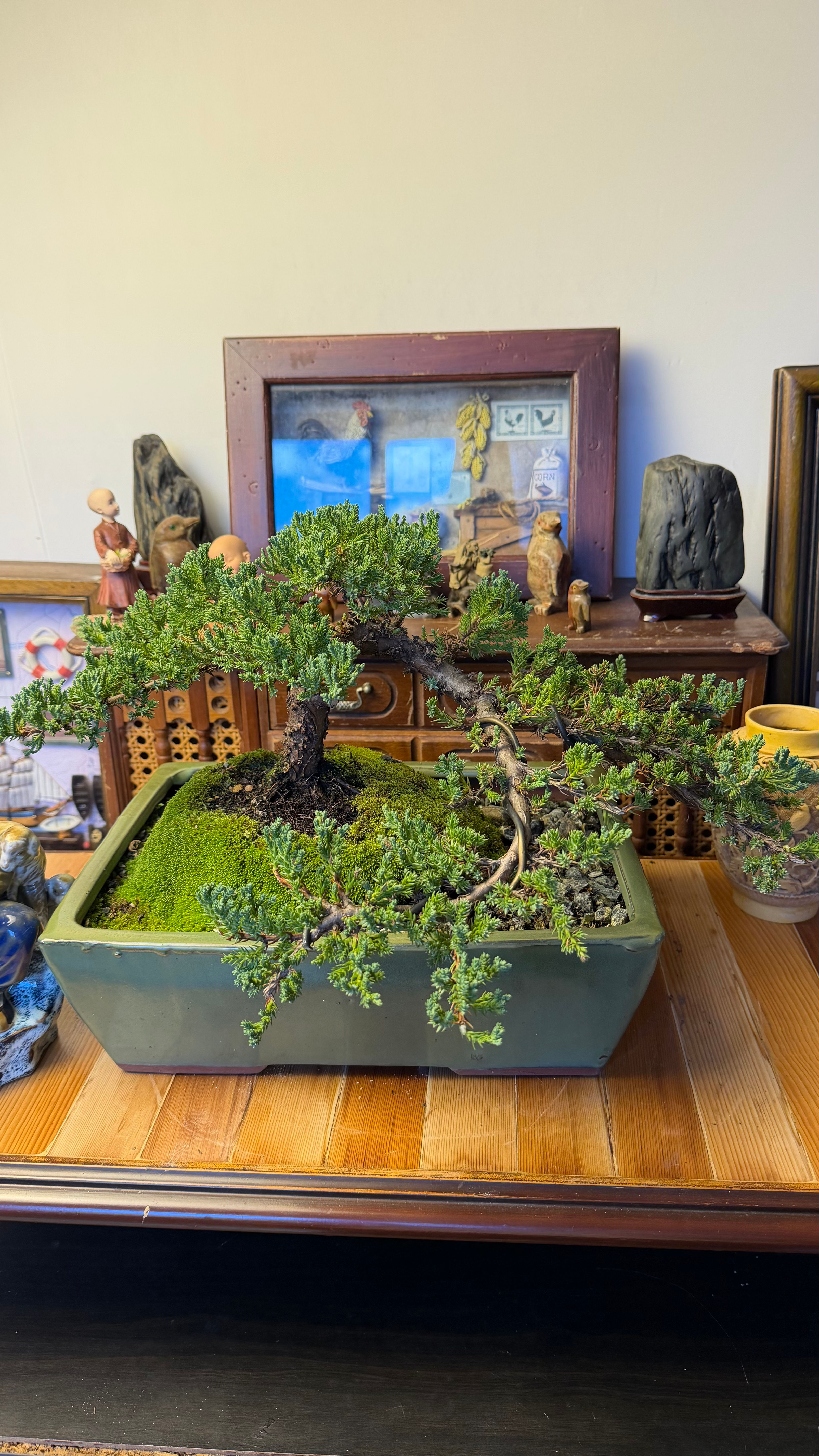 Juniper bonsai
