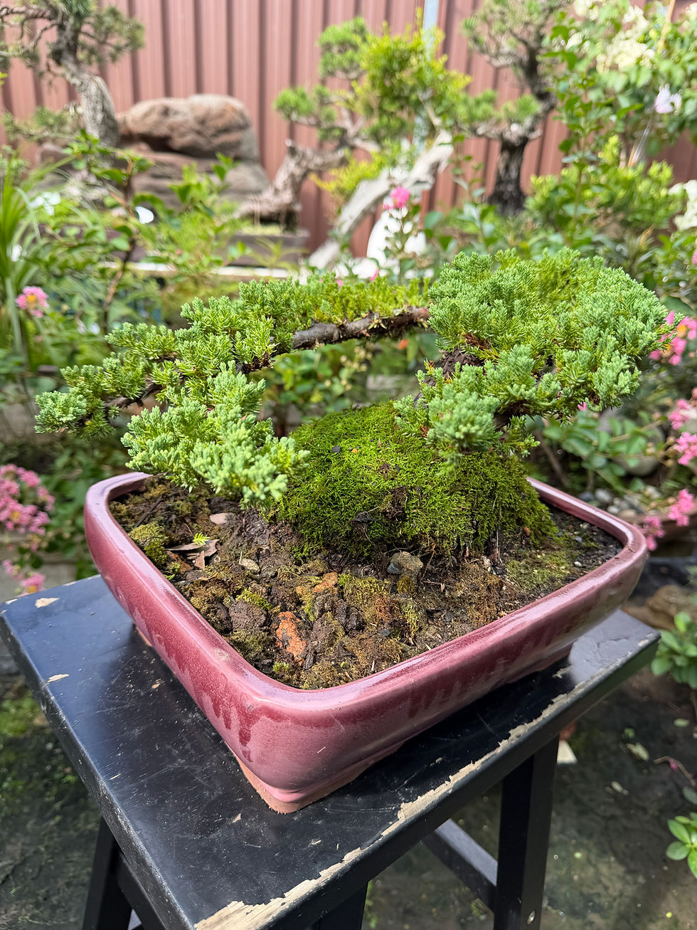 Thumbnail: Juniper bonsai