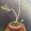 Thumbnail: Ficus Bonsai – Twin Trunk Style