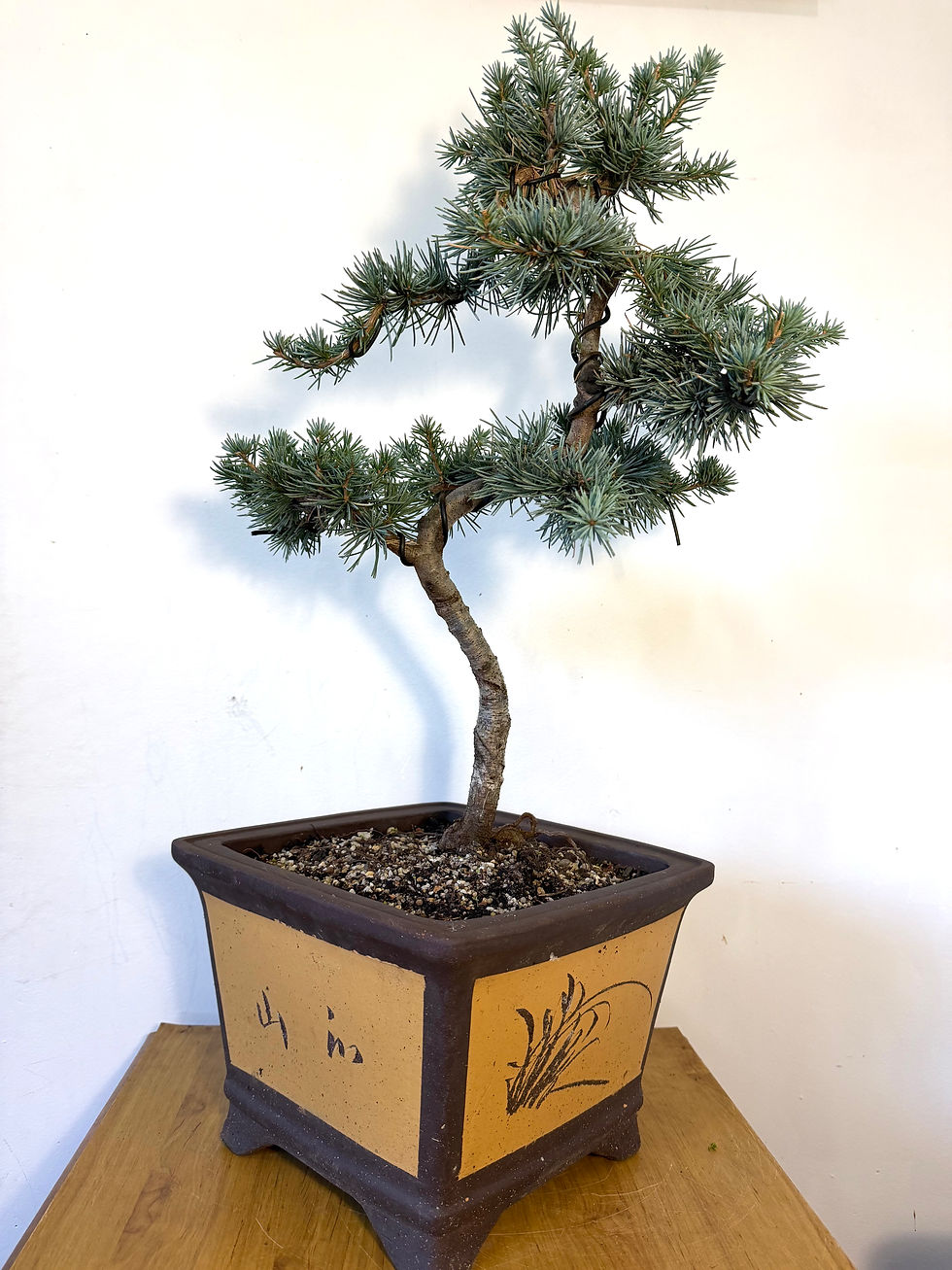 Thumbnail: Blue Cedar Bonsai 🌿
