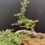 Thumbnail: Golden Cascade Sentinel – 30-Year-Old Outdoor Cedar Bonsai