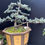 Thumbnail: Windswept Grace is a 28-year-old Blue Cedar bonsai,
