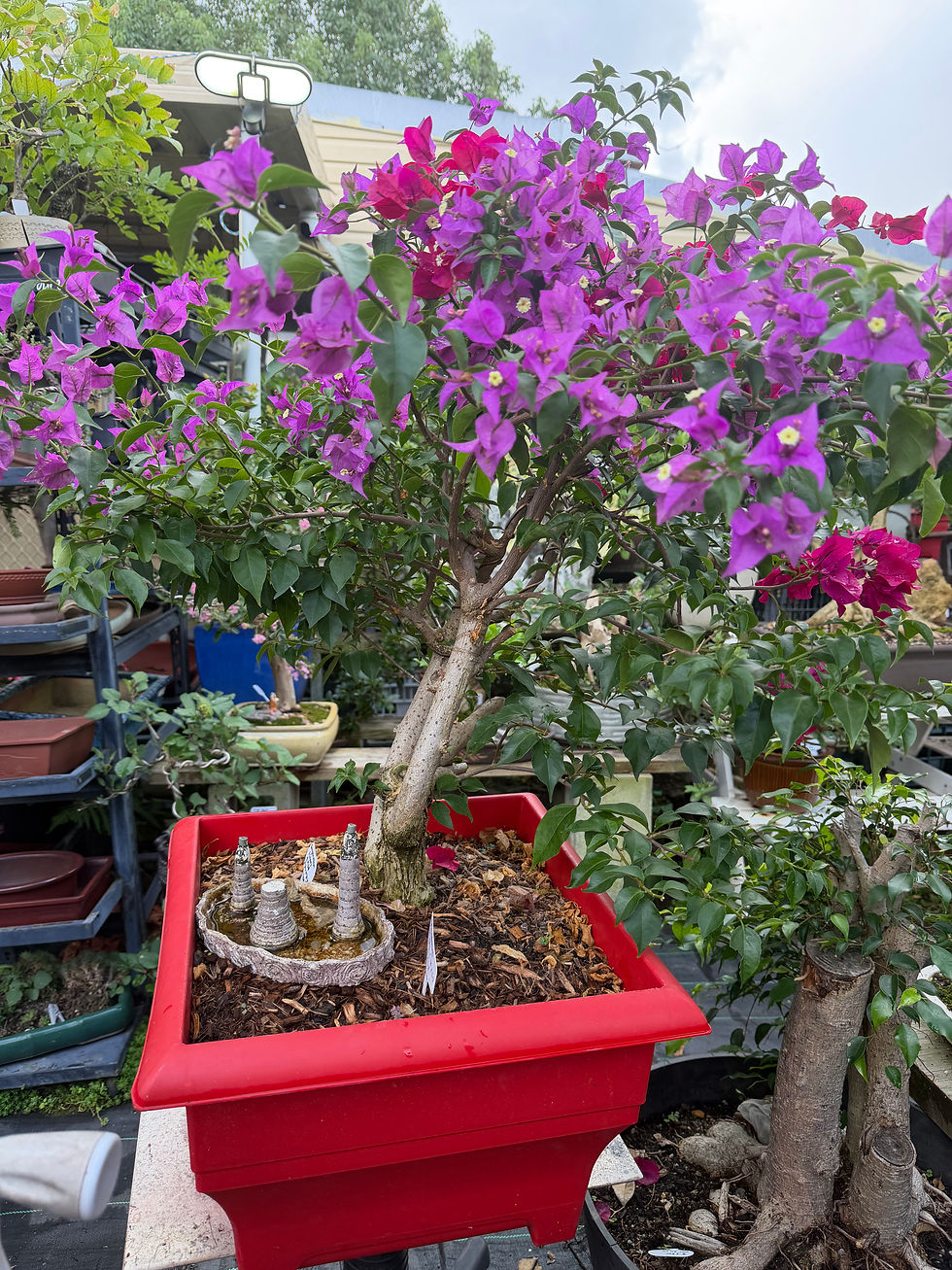 Thumbnail: Bougainvillea 2 colors Purple and Red