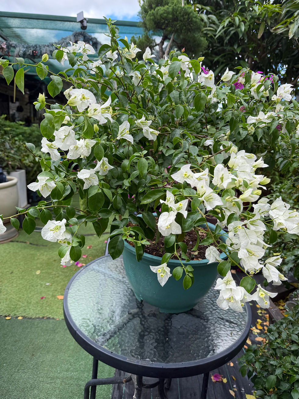 Thumbnail: Bougainvillea 2 colors Purple and white 