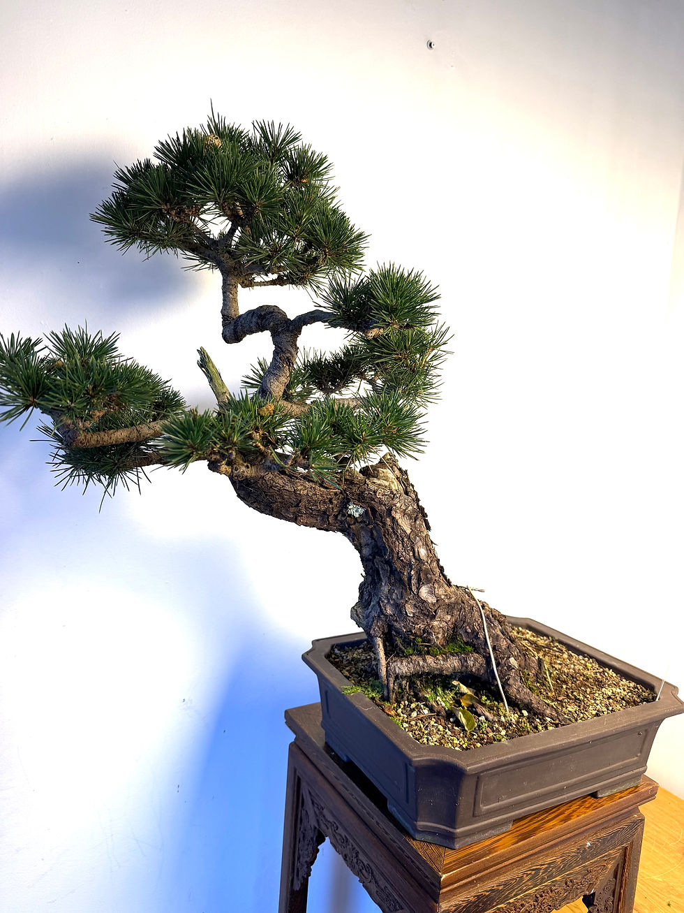 Thumbnail: 🌲 Japanese Black Pine Bonsai – Over 25 Years Old 🌲