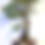 Thumbnail: Majestic Scott Pine – Formal Upright (25+ Years Old)