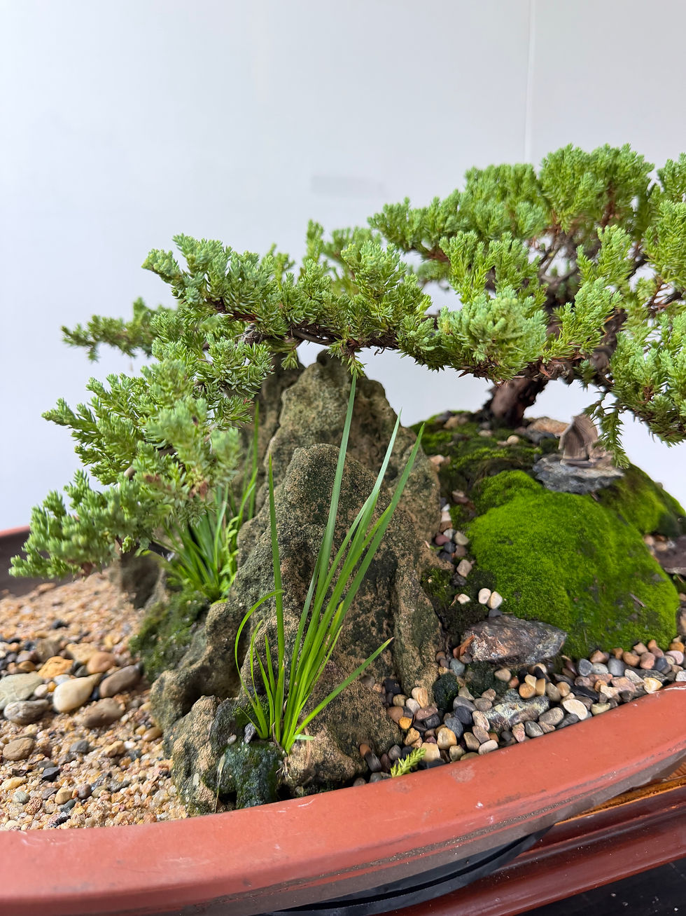 Thumbnail: Juniper landscaping bonsai