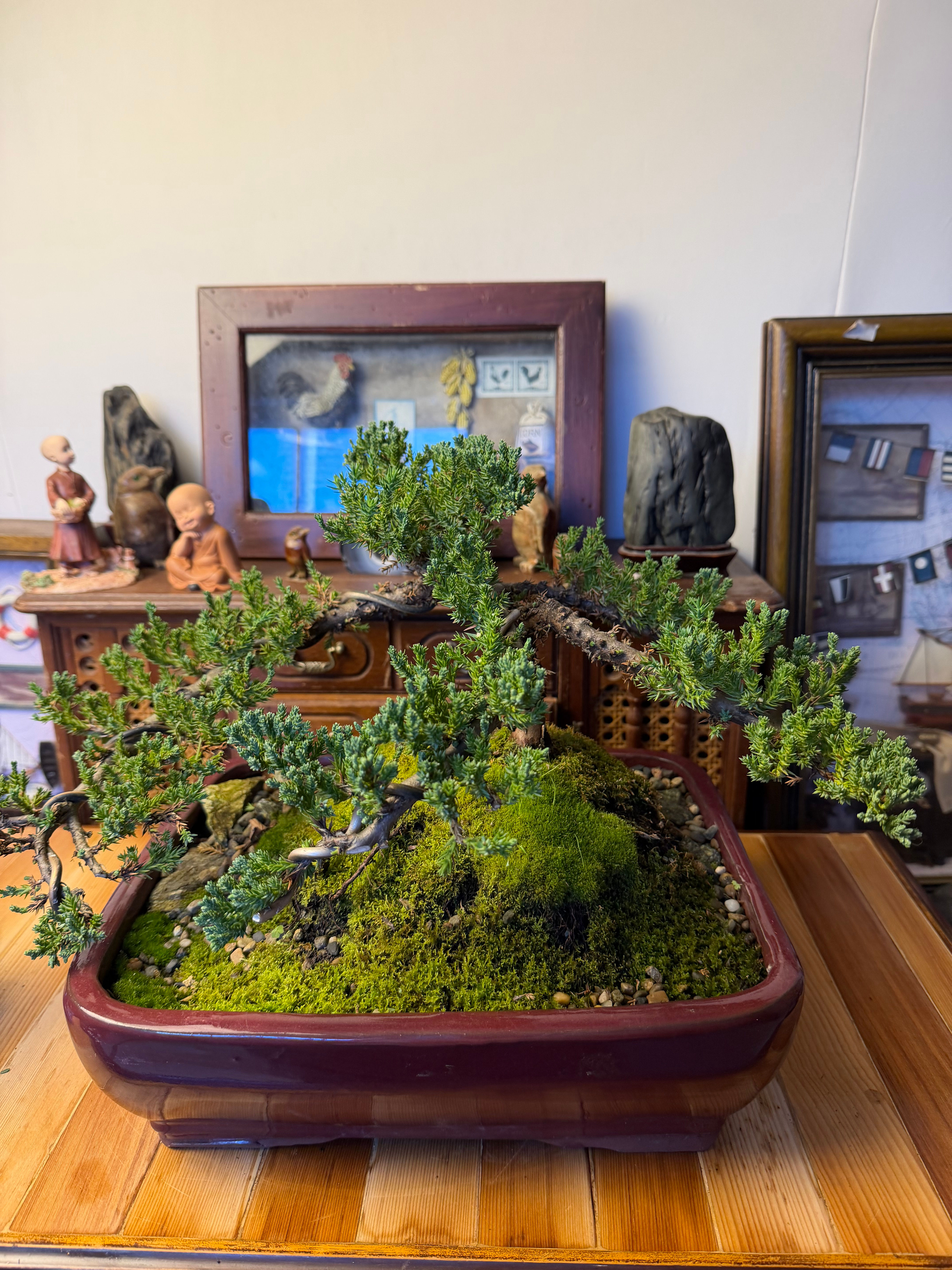 Juniper bonsai