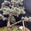 Thumbnail: Windswept Grace is a 28-year-old Blue Cedar bonsai,