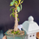 Thumbnail: Port Jackson ficus 