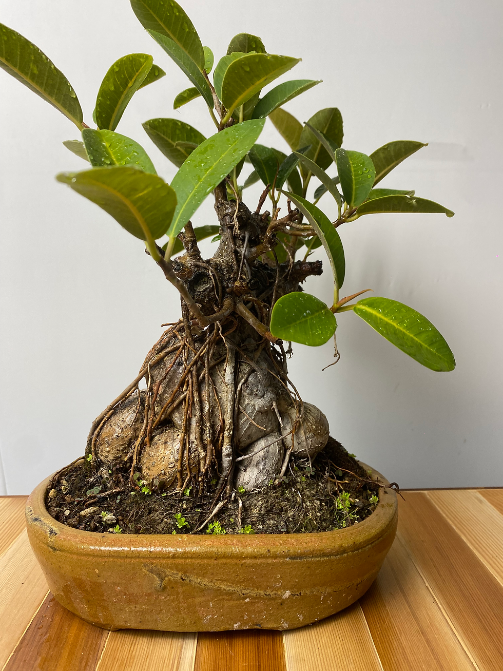 Thumbnail: Port Jackson Ficus Boulder Form