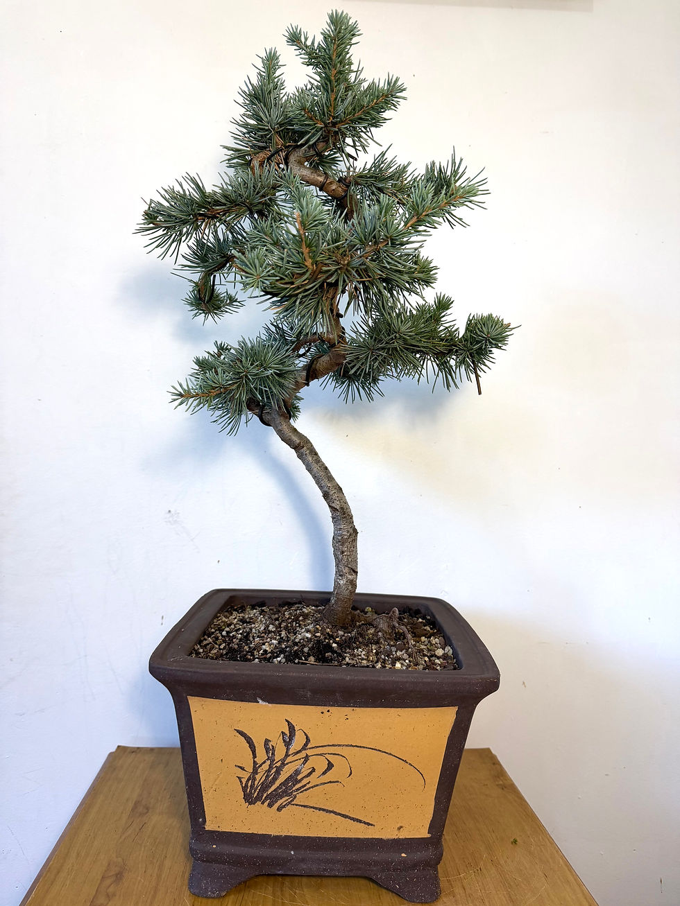 Thumbnail: Blue Cedar Bonsai 🌿