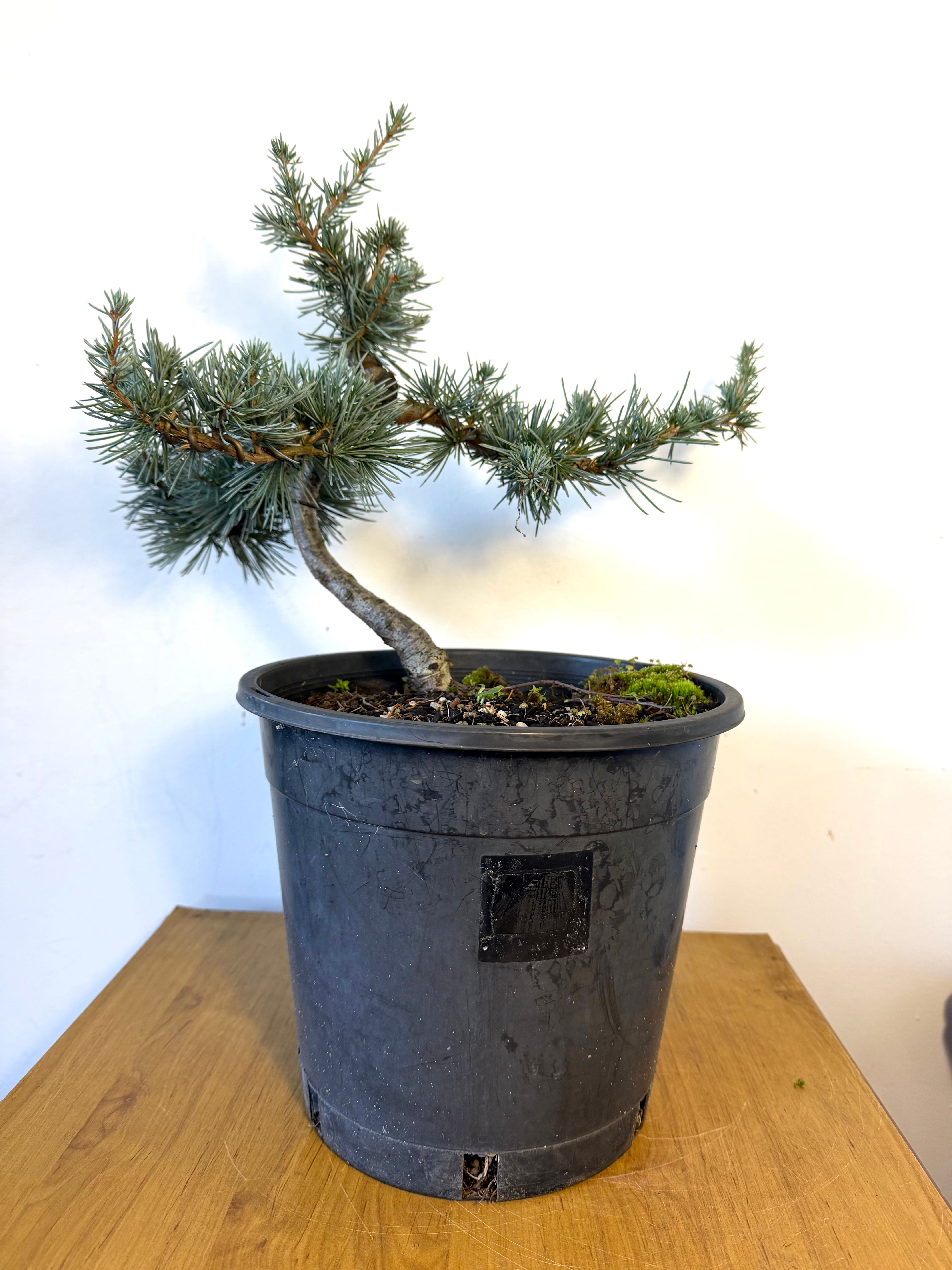 Blue Cedar Bonsai 🌿