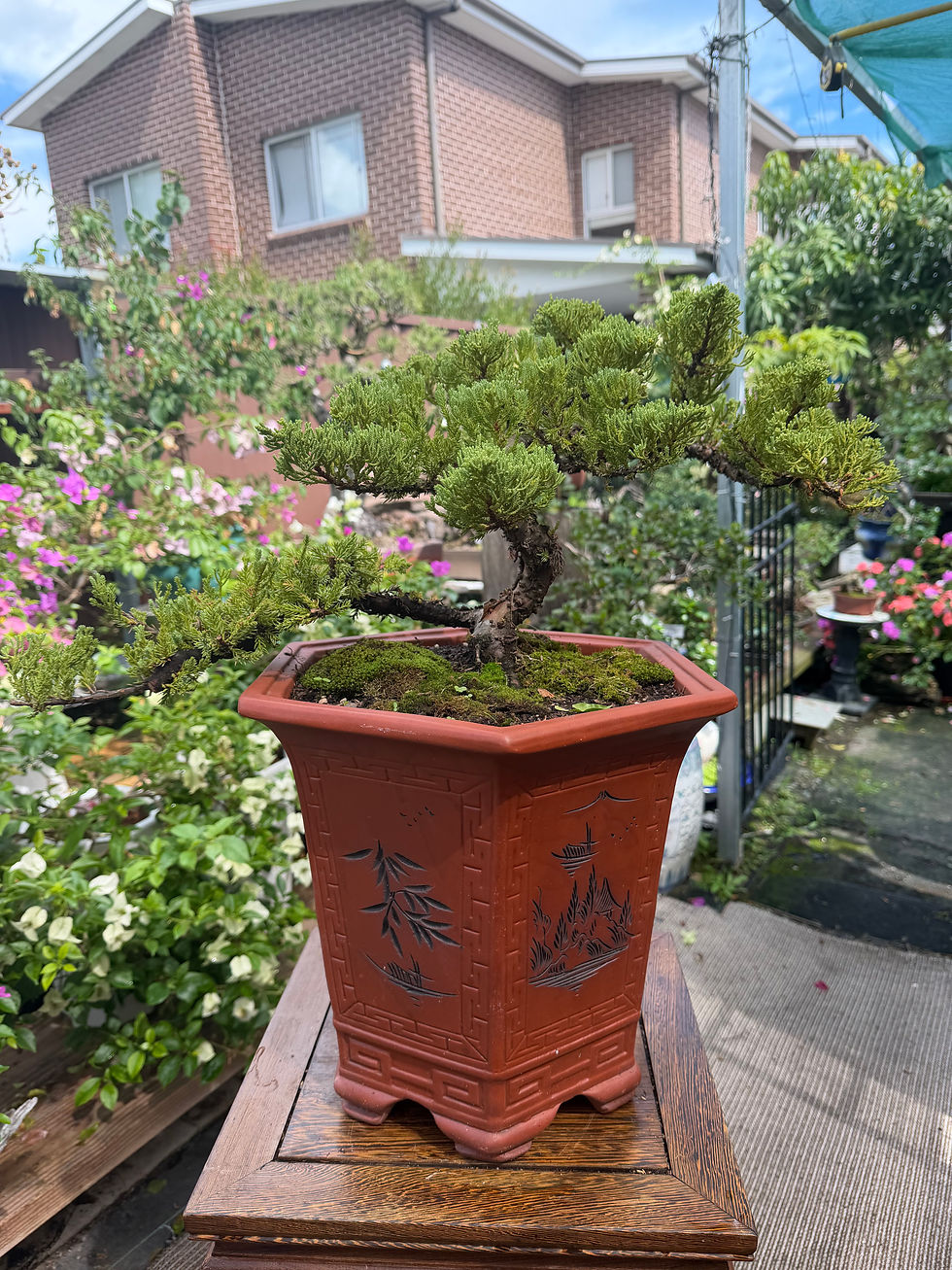 Thumbnail: Juniper bonsai