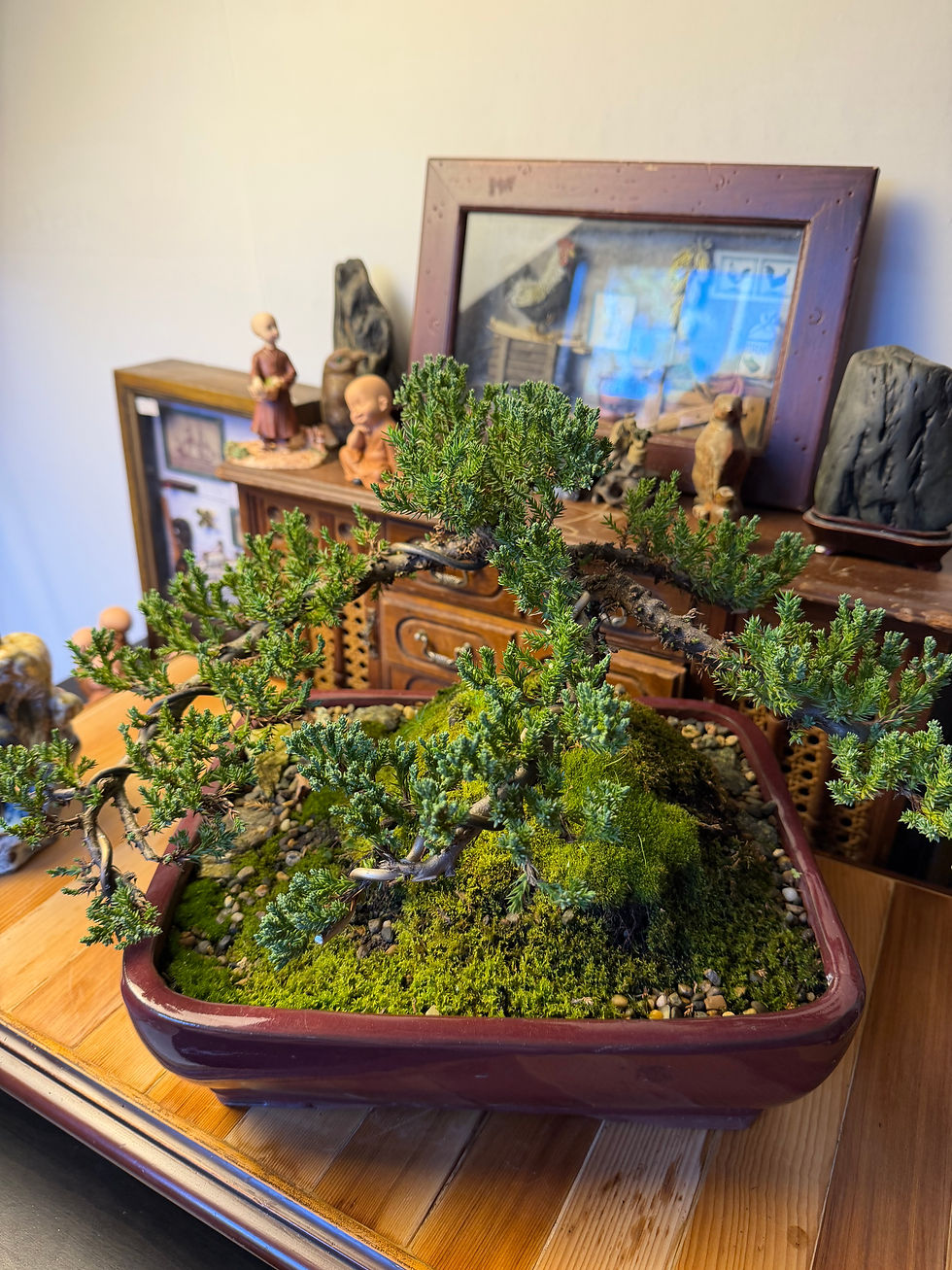 Thumbnail: Juniper bonsai