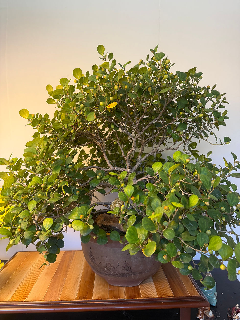 Thumbnail: Ficus deltoidea Bonsai (Also known as Mistletoe Fig)