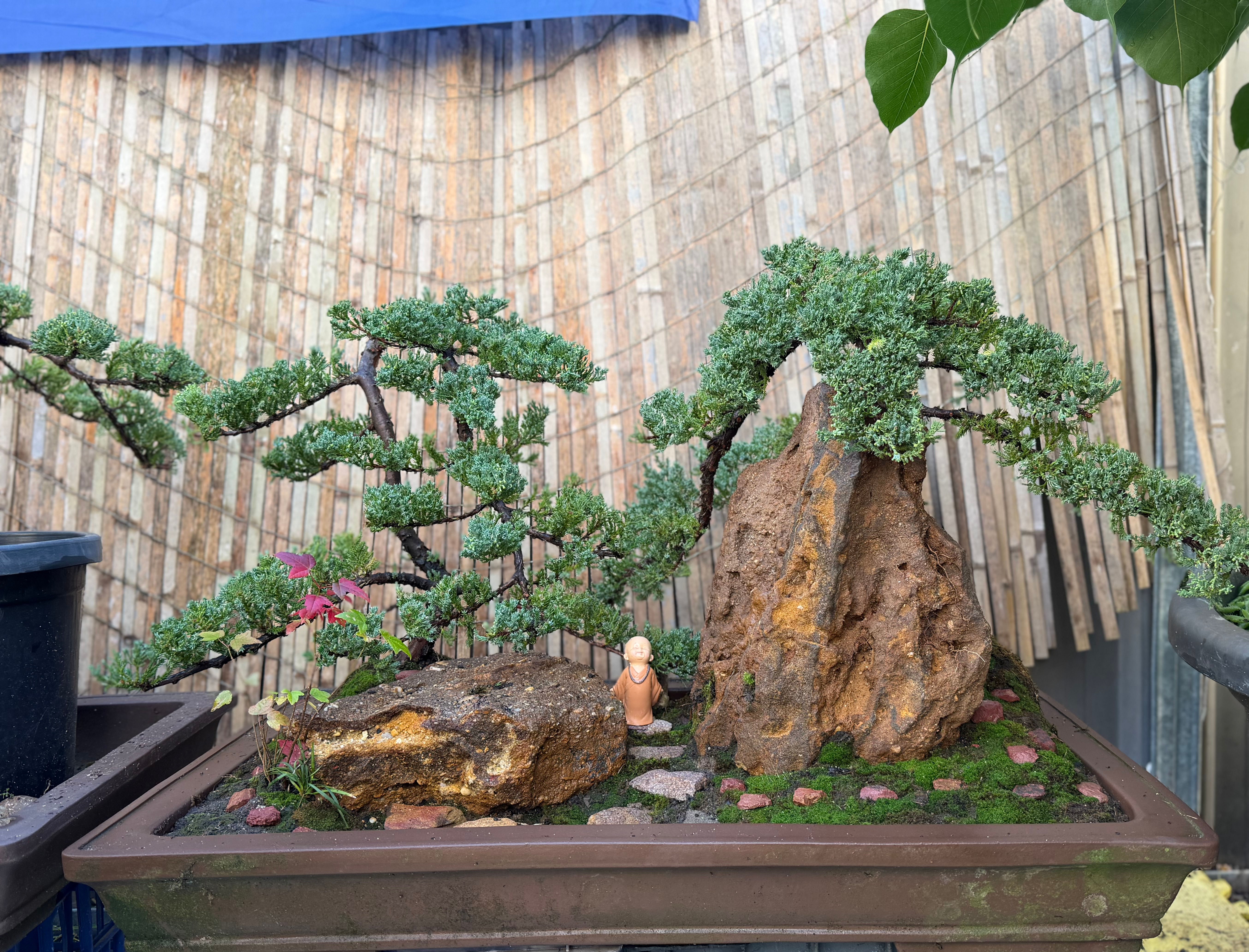 Juniper Bonsai Landscape – Harmony in Nature