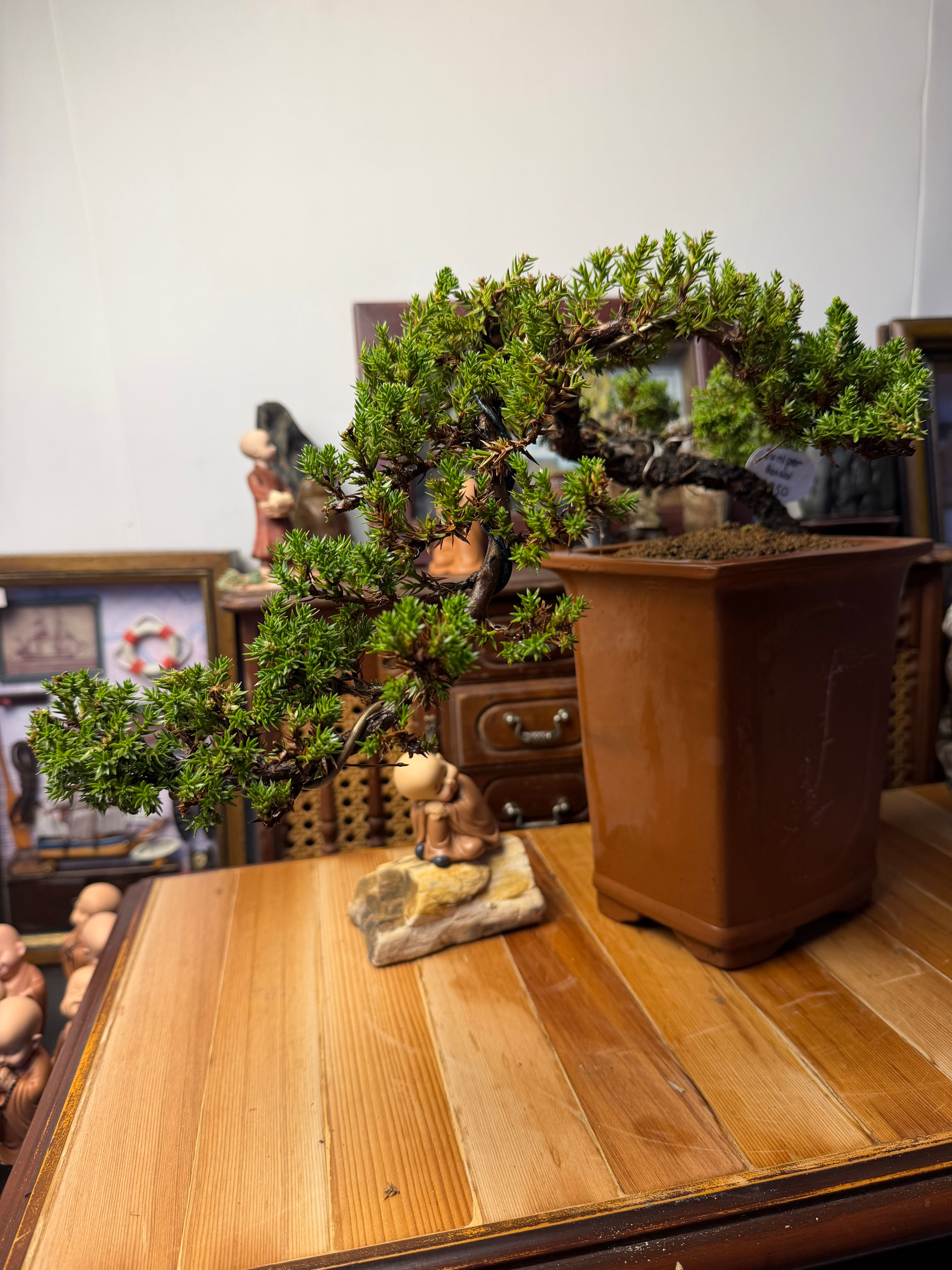 Juniper bonsai