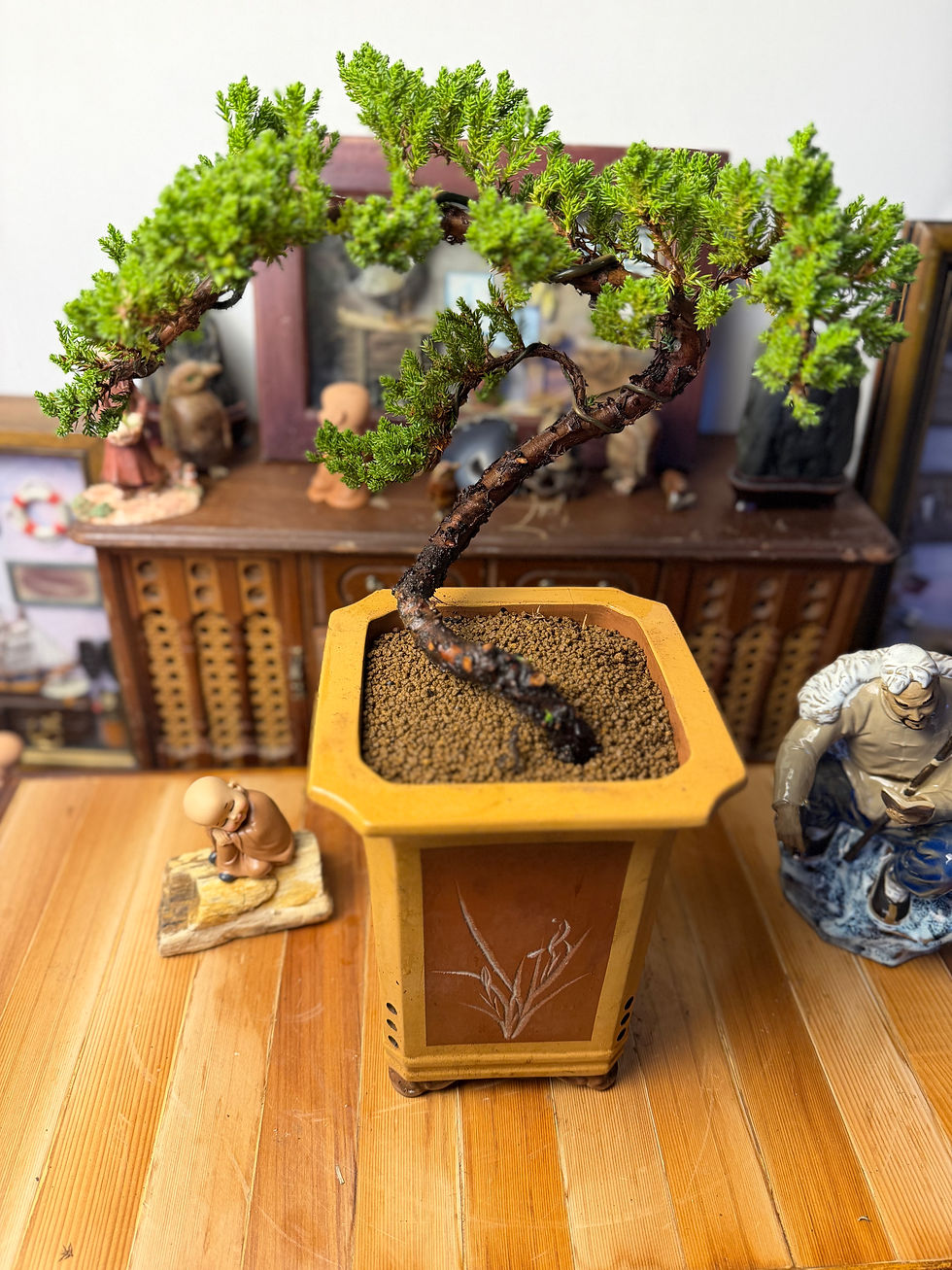 Thumbnail: Juniper bonsai