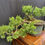 Thumbnail: "The Silent Guardian" – Shimpaku Bonsai