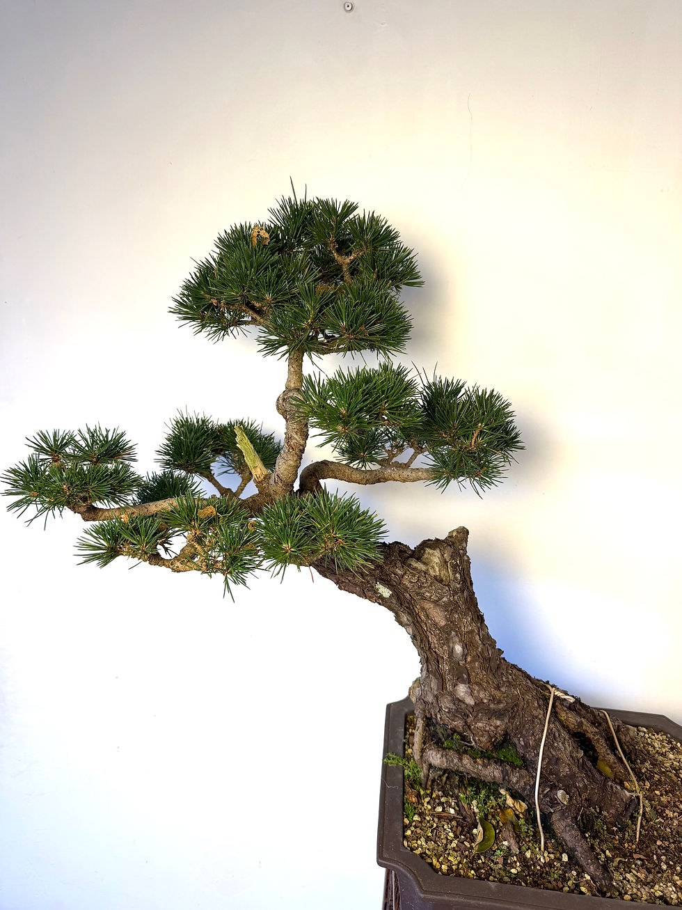 Thumbnail: 🌲 Japanese Black Pine Bonsai – Over 25 Years Old 🌲