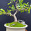 Thumbnail: Whispering Canopy – 9-Year-Old Ficus Retusa Bonsai