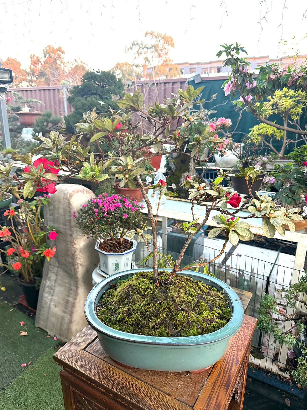 Thumbnail: Azalea Bonsai – Vibrant Red Flowers