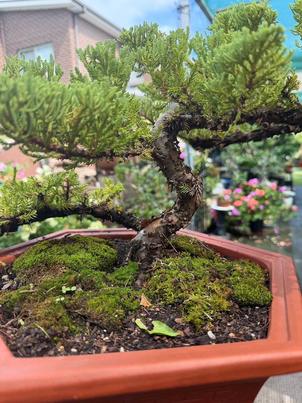 Thumbnail: Juniper bonsai