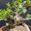 Thumbnail: Port Jackson Ficus