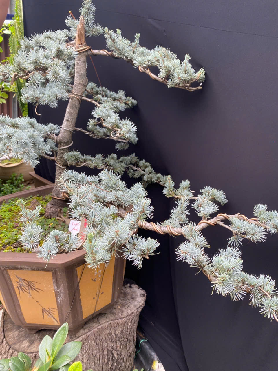 Thumbnail: Windswept Grace is a 28-year-old Blue Cedar bonsai,